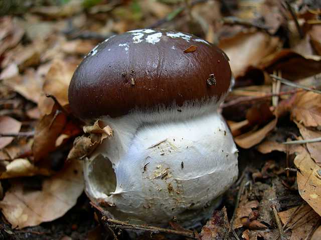 2005 :  Un anno di funghi